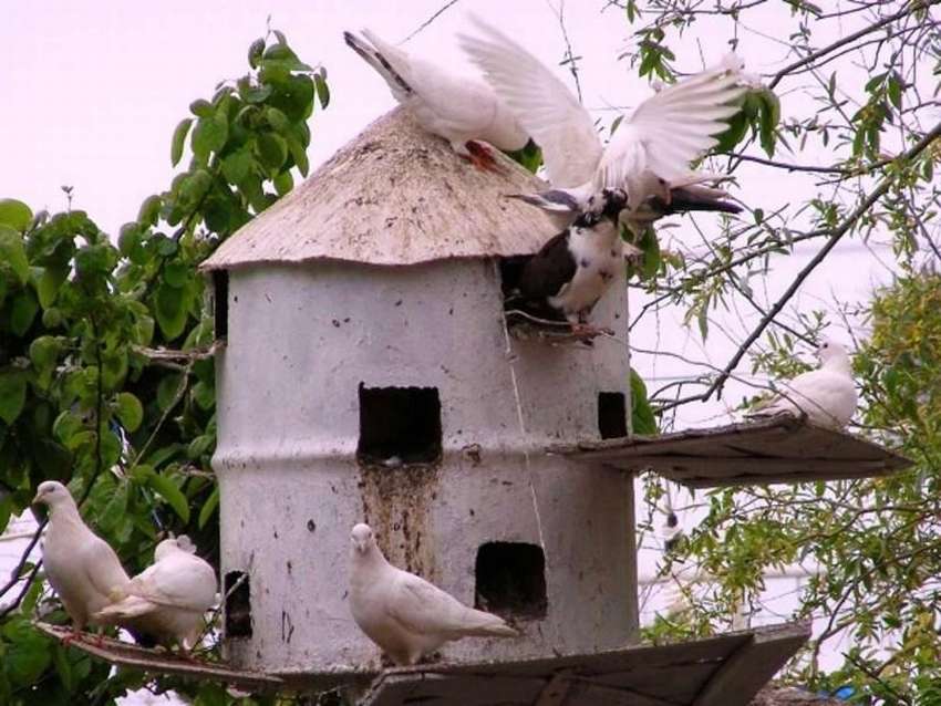 Маленькая голубятня своими руками. 8