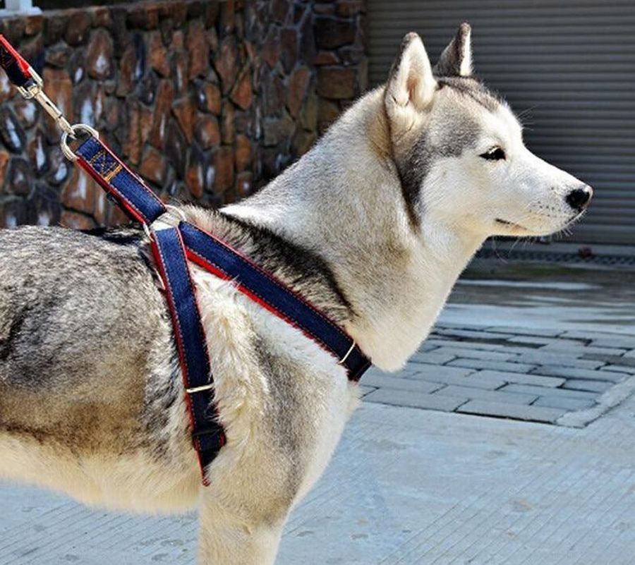 Шлейка для хаски своими руками