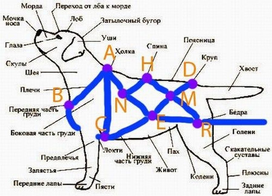 Шлейка для вейтпуллинга: варианты как