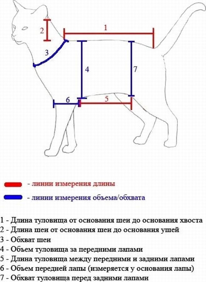 Как сделать бандаж для кошки