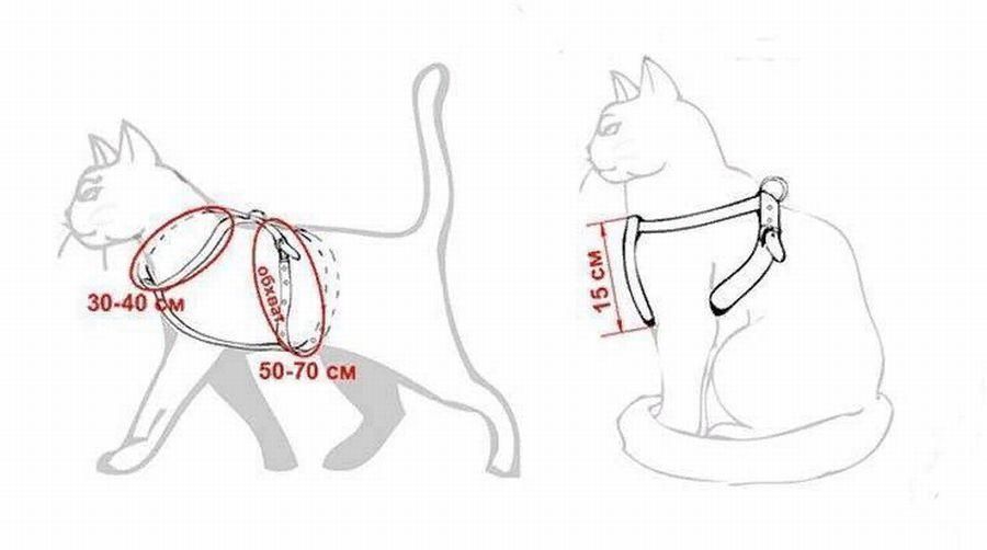 Как сделать шлейку для котенка