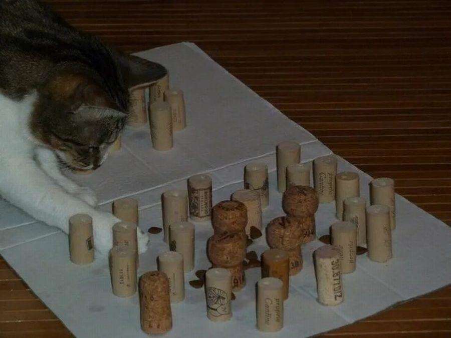 Пищевая головоломка для кошек 