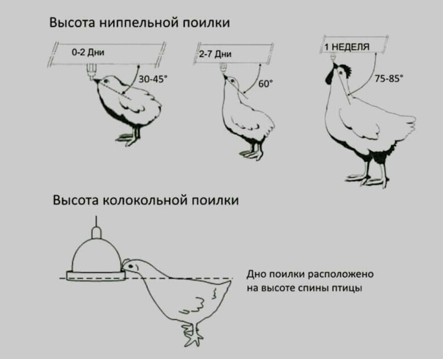 12 чертежей, чтобы сделать поилку