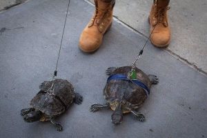 Шлейка для черепахи своими руками: 7 фото