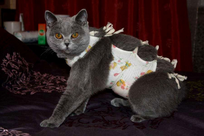 Послеоперационный бандаж кошке своими руками: 11 фотографий