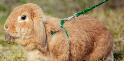 Как сшить шлейку для декоративного кролика: 11 фото и 3 выкройки