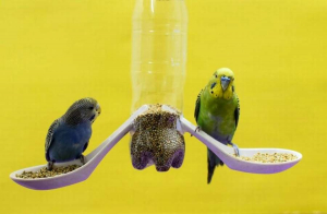 Фото примеры (4 шт): самодельная кормушка для попугая в клетку